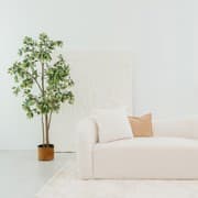Colight Studio