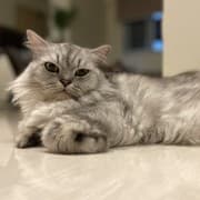 Siti